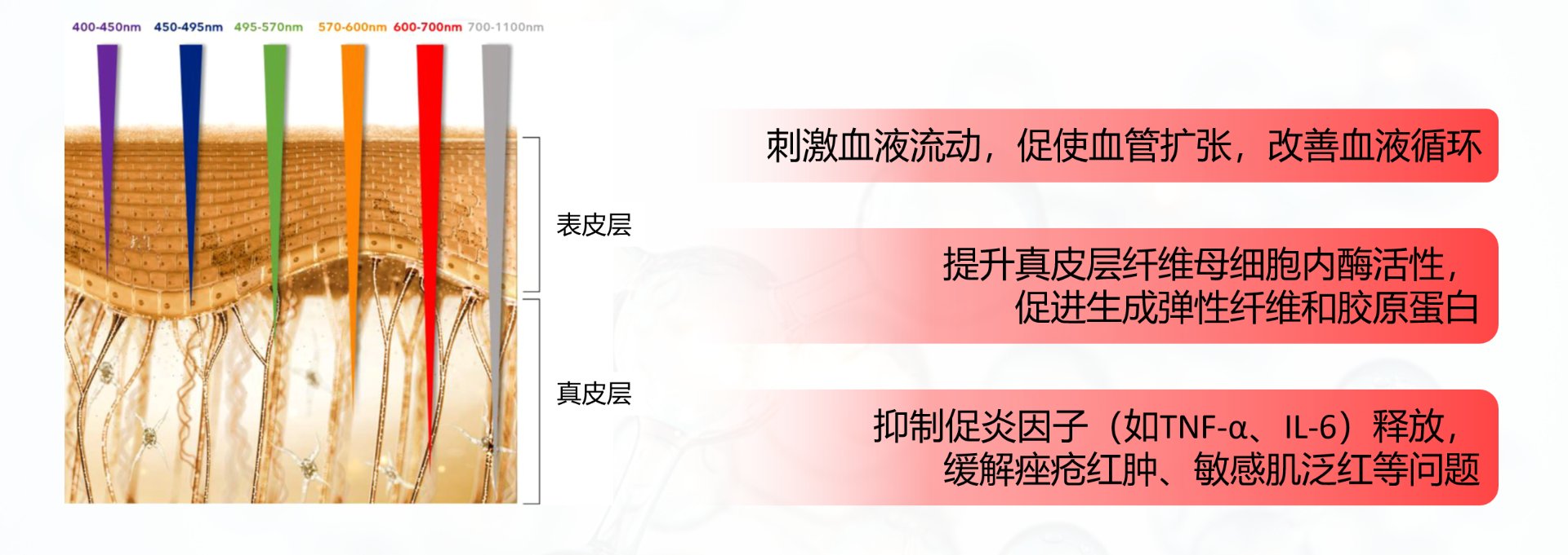 红光作用于皮肤的示意图